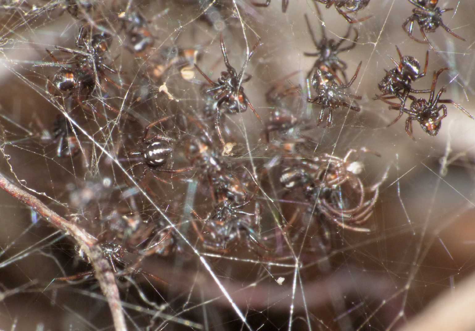 Nursery di Latrodectus tredecimguttatus